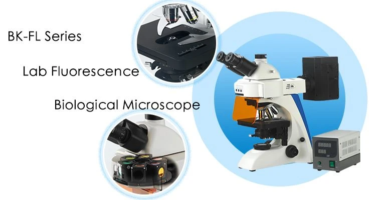 Lab Fluorescence Biological Microscope supplier